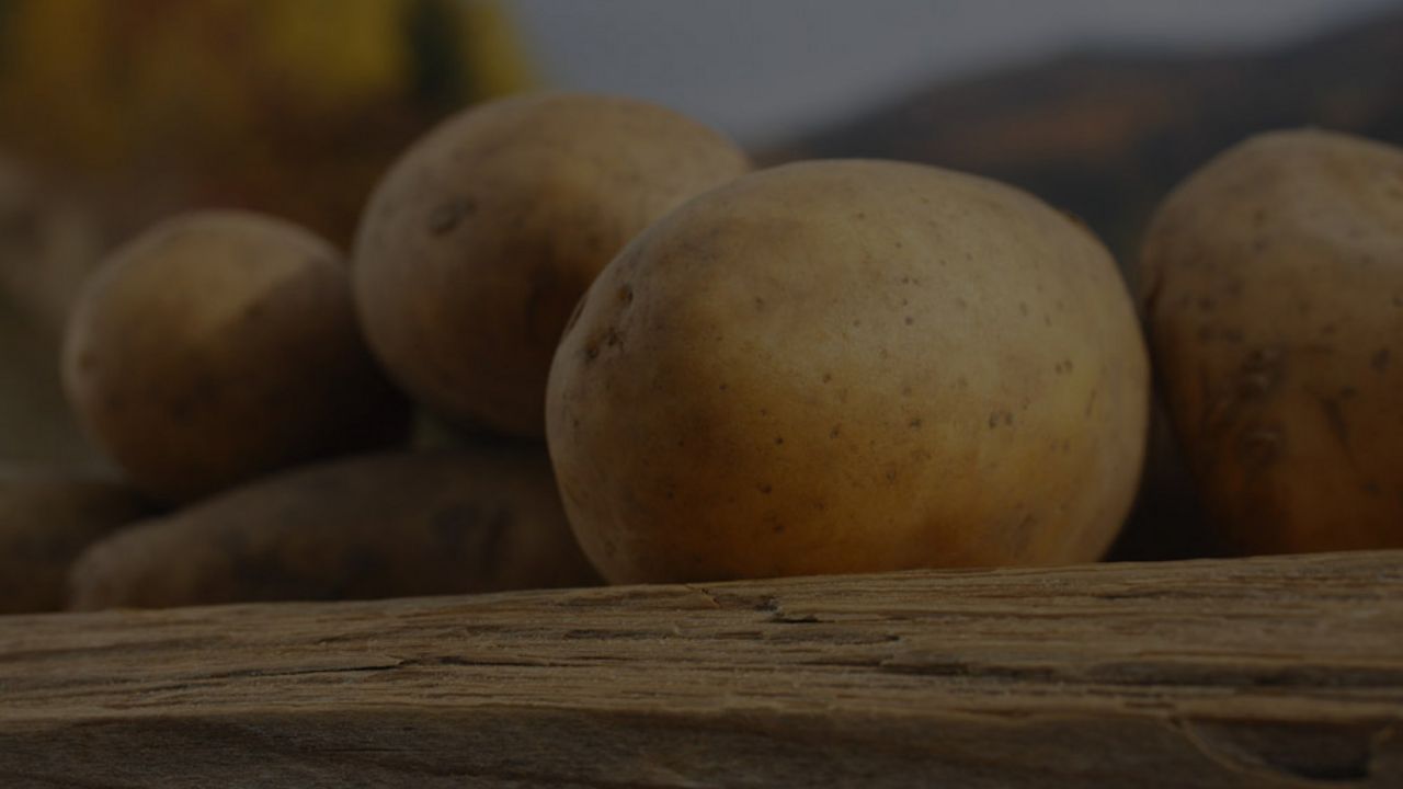 Patate da seme: Produttori sementi Val Pusteria